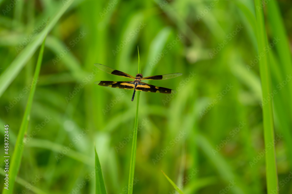 A dragonfly flies onto a leaf in the daytime A dragonfly flies onto a leaf in the daytime