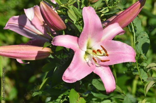 Krinum (pink lily) close - up blooms in the garden