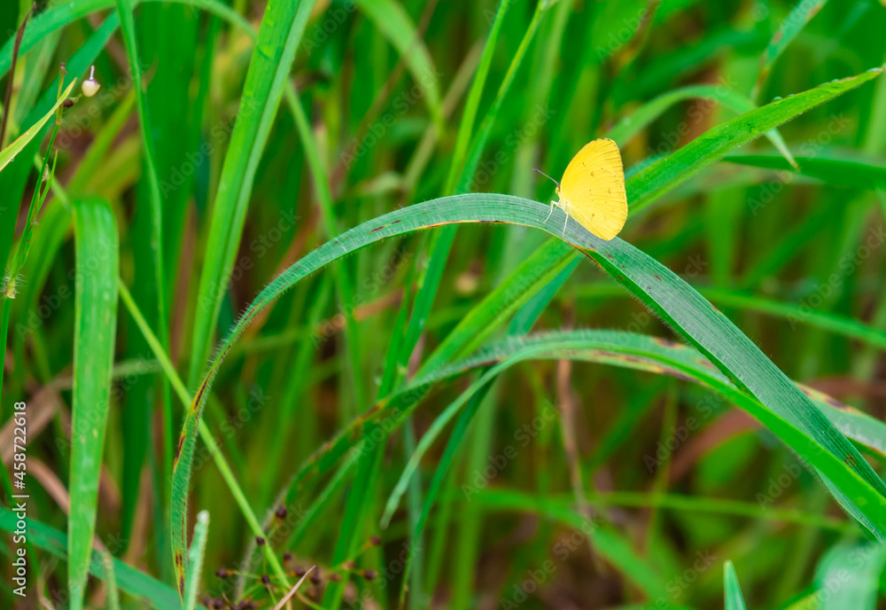 Butterfly clinging to a leaf during the day Butterfly clinging to a leaf during the day