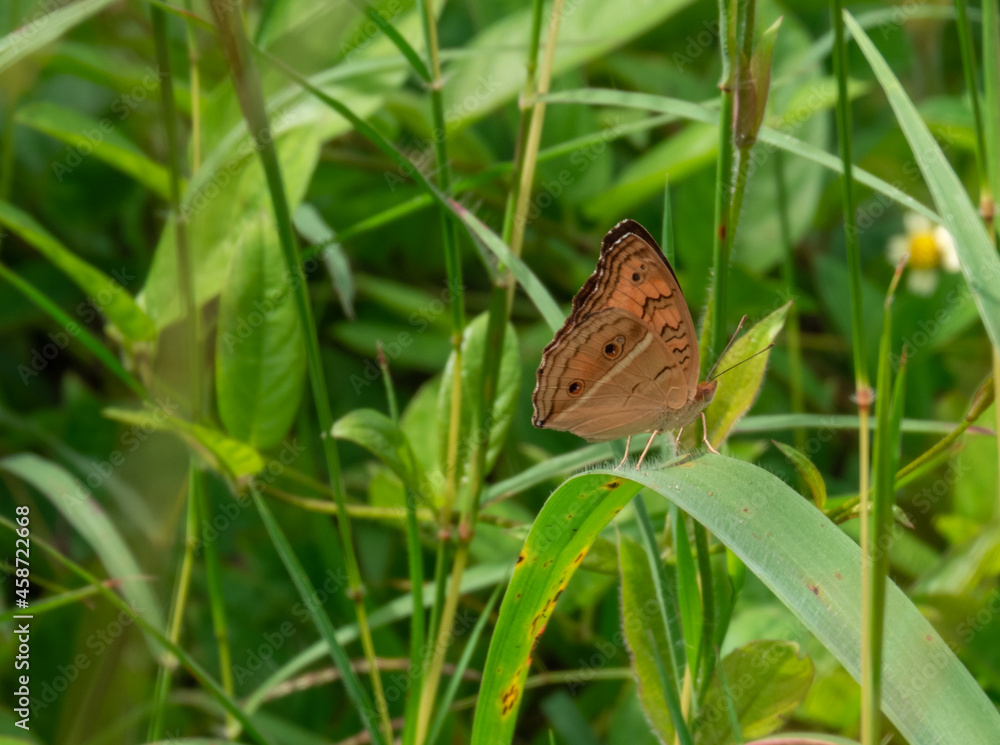 Fototapeta premium Butterfly clinging to a leaf during the day