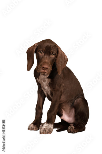 perro braco joven cachorro  ideal para foto de producto