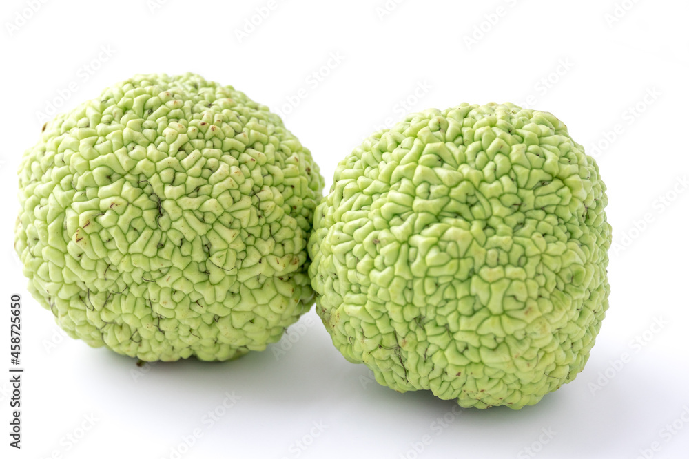 Green fruit of maclura pomifera, osage orange, horse apple, adam apple grow on white table. Maclura used in used in alternative medicine for ointment preparation, treatment of joints and sciatica. Green fruit of maclura pomifera, osage orange, horse apple, adam apple grow on white table. Maclura used in used in alternative medicine for ointment preparation, treatment of joints and sciatica.