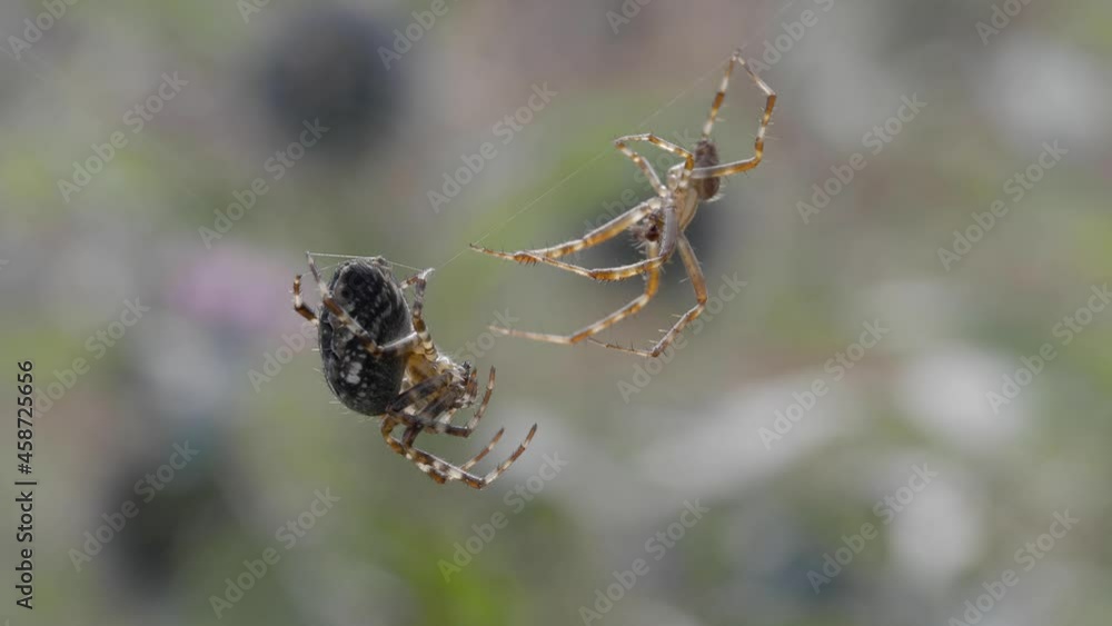 Male Garden Spider Trying to Mate With a Female Male Garden Spider Trying to Mate With a Female