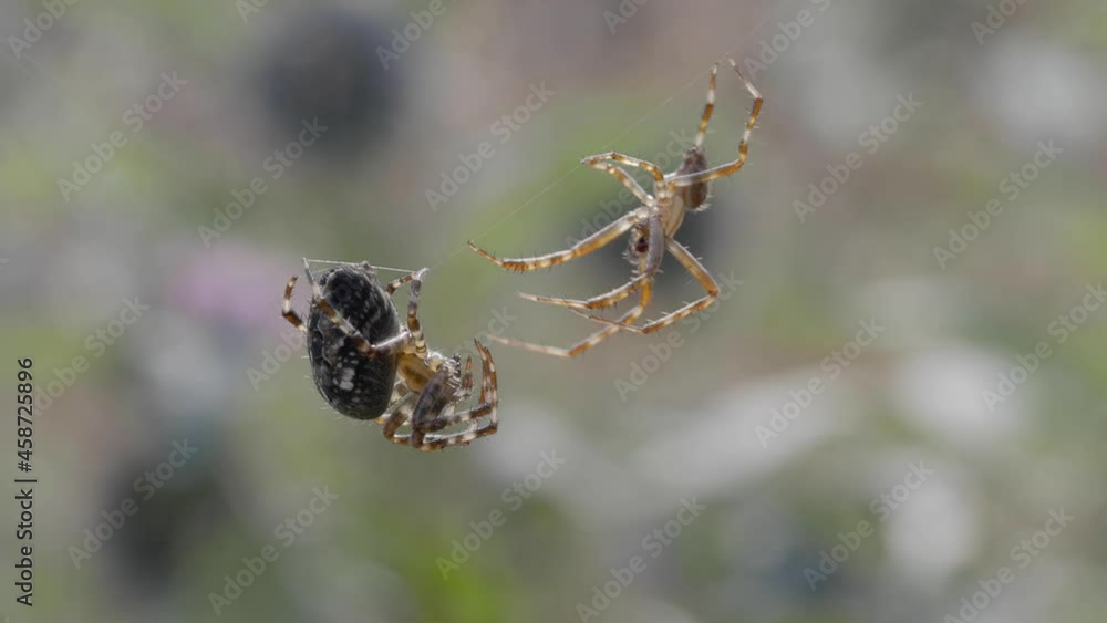 Male Garden Spider Trying to Mate With a Female Male Garden Spider Trying to Mate With a Female