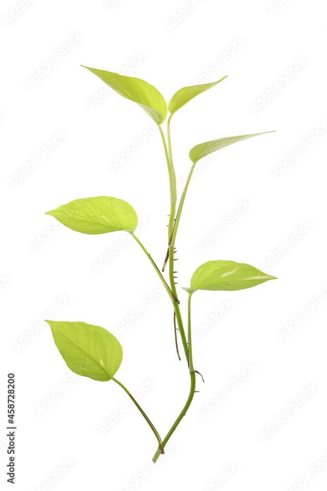 Golden pothos Epipremnum aureum Bunting Lime hanging plant isolated Golden pothos Epipremnum aureum Bunting Lime hanging plant isolated