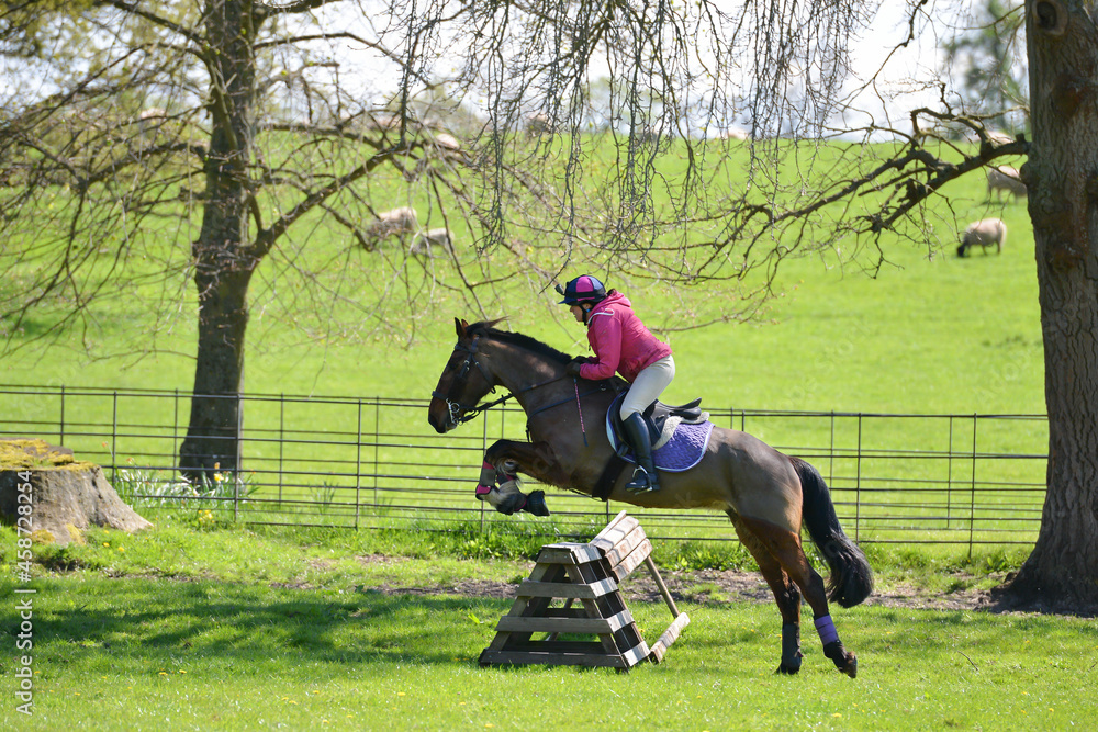 Young female rider and her bay horse enjoying jumping  in the English countryside.