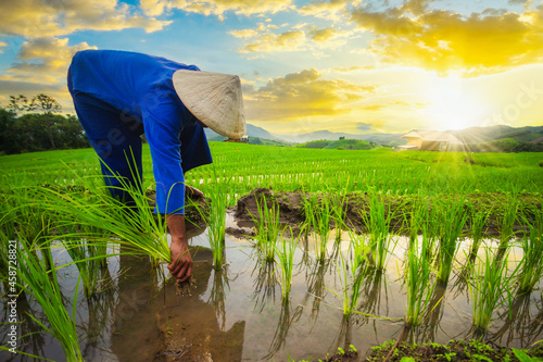 Farmers are planting rice in the rice fields at sunset,Rice field view at sunset with green rice plant being planted as a staircase in Chiang Mai, Thailand