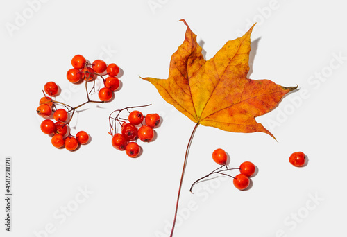 Autumn pattern of dry maple leaves and rowan berries