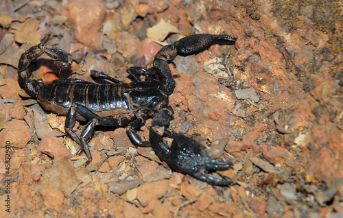 Black scorpion on ground, Heterometrus bengalensis, Phansad, Maharashtra, India