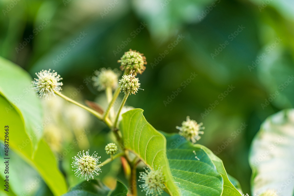 Abstract of a plant on a green background Abstract of a plant on a green background