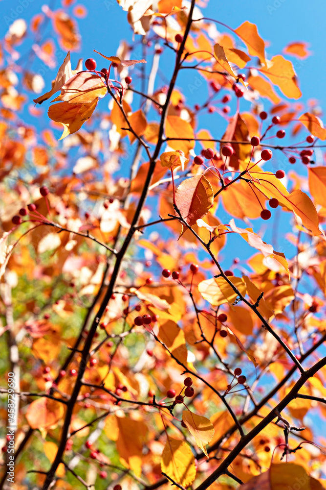 Autumn plant background with apple tree branches with yellow red leaves against blue sky copy space fall season, beauty in nature botanical Autumn plant background with apple tree branches with yellow red leaves against blue sky copy space fall season, beauty in nature botanical