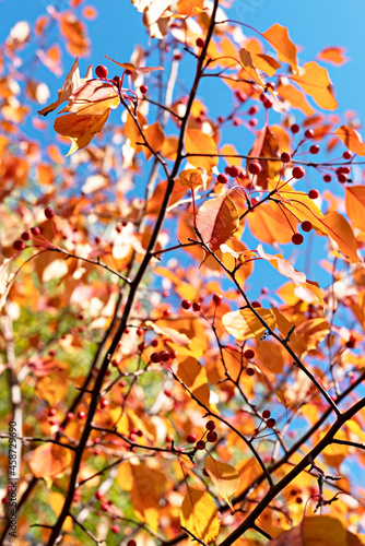 Autumn plant background with apple tree branches with yellow red leaves against blue sky copy space fall season, beauty in nature botanical