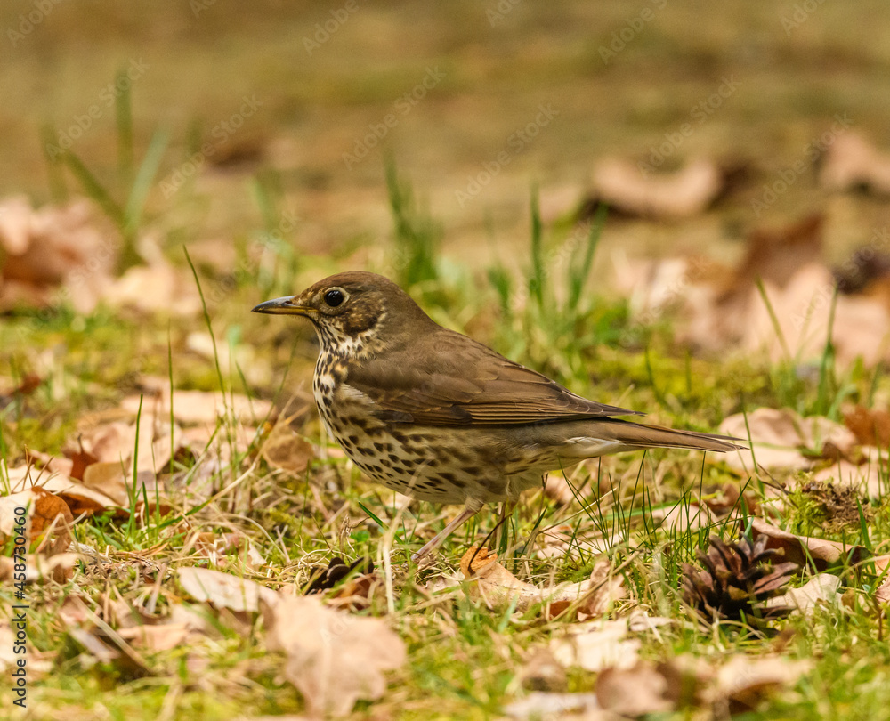 song thrush (Turdus philomelos) searching for food on the ground song thrush (Turdus philomelos) searching for food on the ground