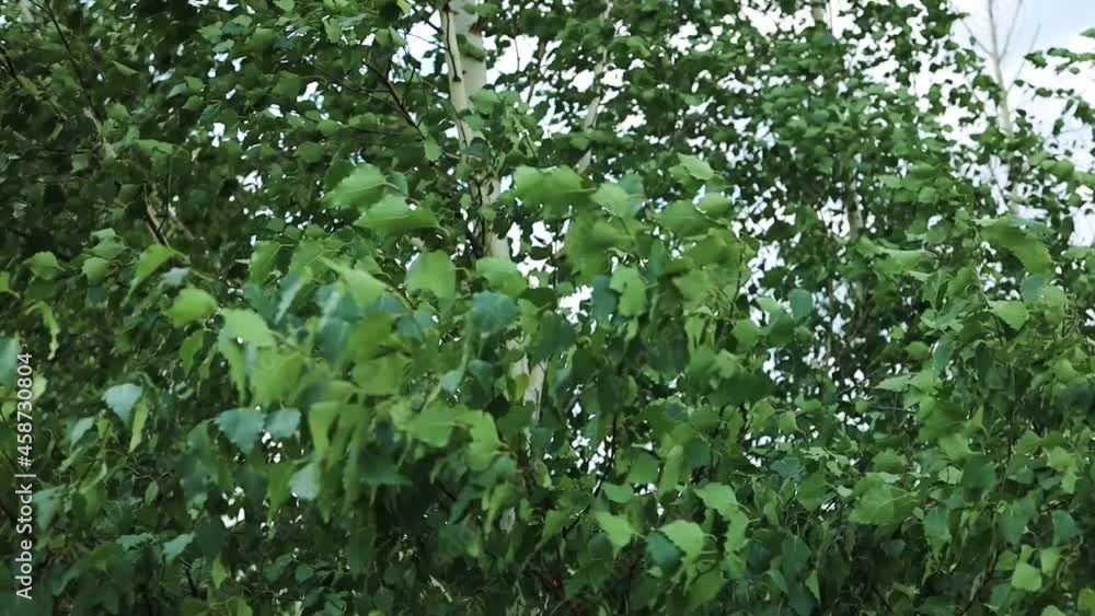 Summer green leaves swing on hanging birch branches Summer green leaves swing on hanging birch branches