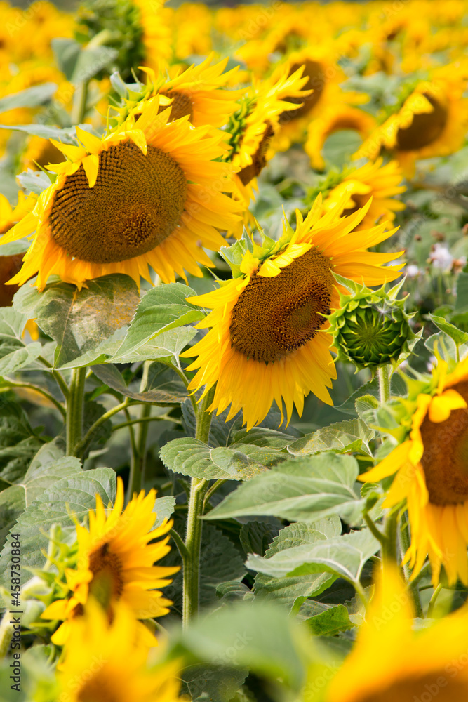Fototapeta premium Blooming sunflowers natural background, close-up.