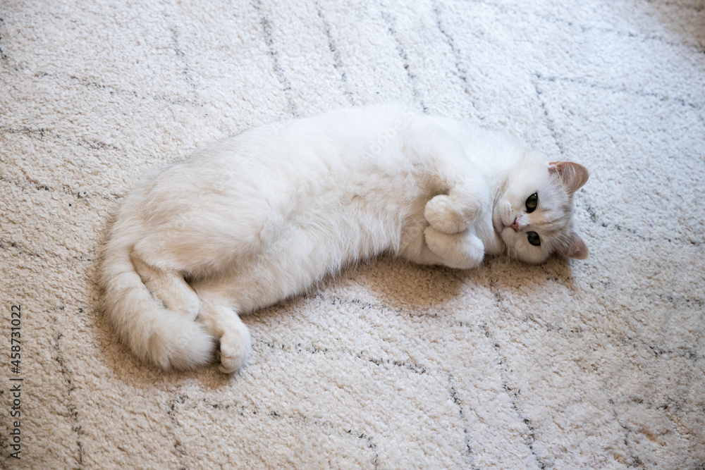 Fototapeta premium White cute hairy fluffy cat lying on the carpet, playful furry adorable pet