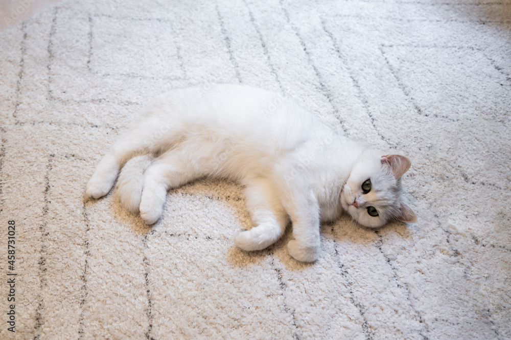 White cute hairy fluffy cat lying on the carpet, playful furry adorable pet White cute hairy fluffy cat lying on the carpet, playful furry adorable pet