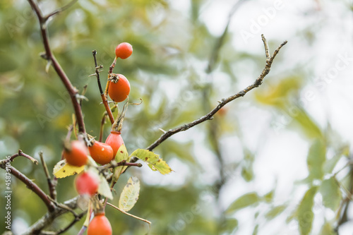 Briar Rose Rosehip (in german Hagebutte) Rosa canina. Sweet briar. Fresh ripe rose hips, raw briar berries or dog rose fruits with seed, healthy food concept.