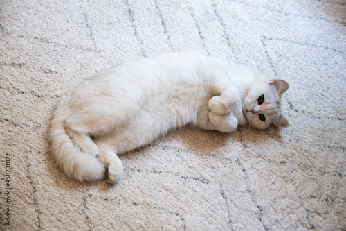 White cute hairy fluffy cat lying on the carpet, playful furry adorable pet