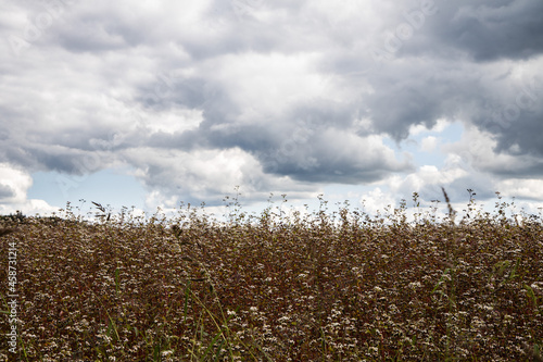 Flowering buckwheat field in august  cloudy sky