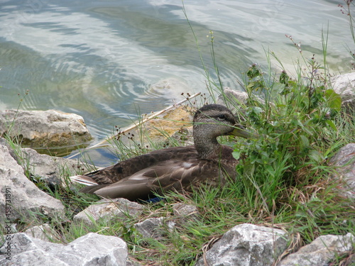 Duck on the lake  in the summer day beuty background