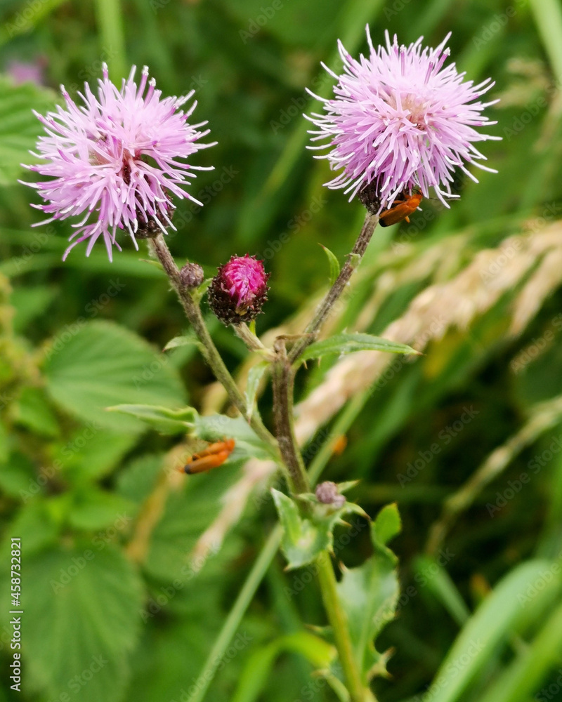 bee on a flower bee on a flower