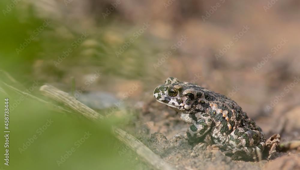 Naklejka premium The European green toad (Bufotes viridis)