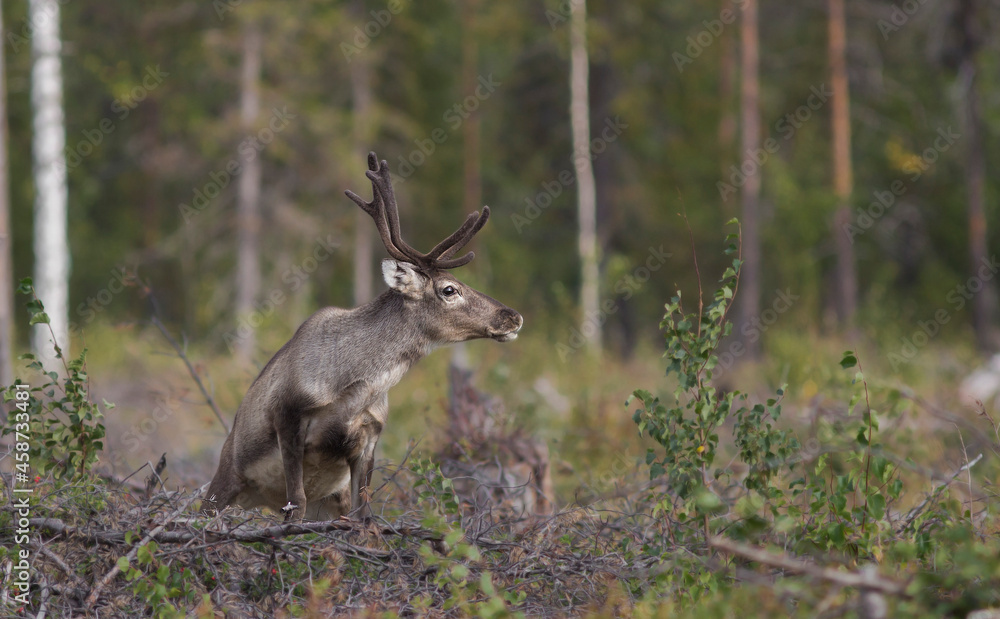 The reindeer (Rangifer tarandus), also known as caribou in North America The reindeer (Rangifer tarandus), also known as caribou in North America