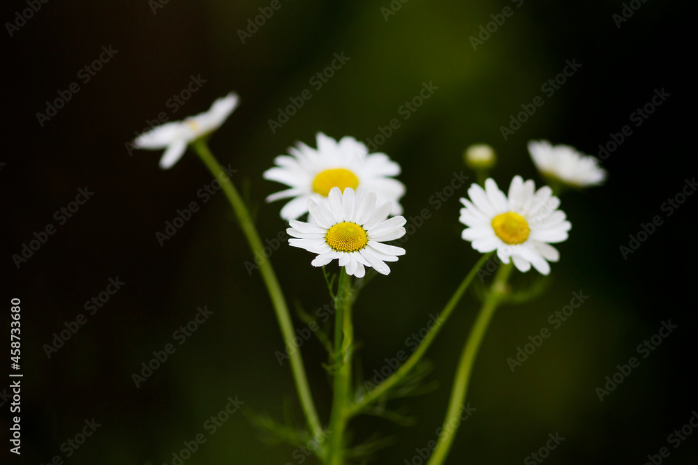 Obraz premium White daisies in black background