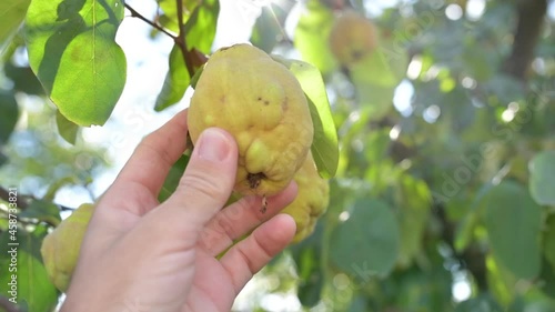 Farmer hand picking ripe quince fruit in the orchard photo