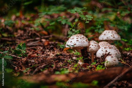 parasol mushroom in the autumn forest 