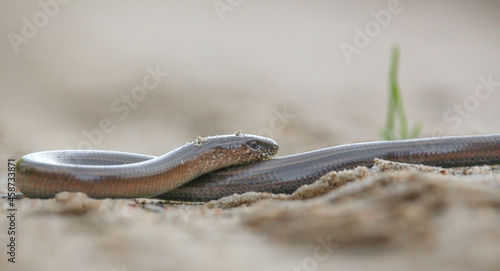 The slow worm (Anguis fragilis)