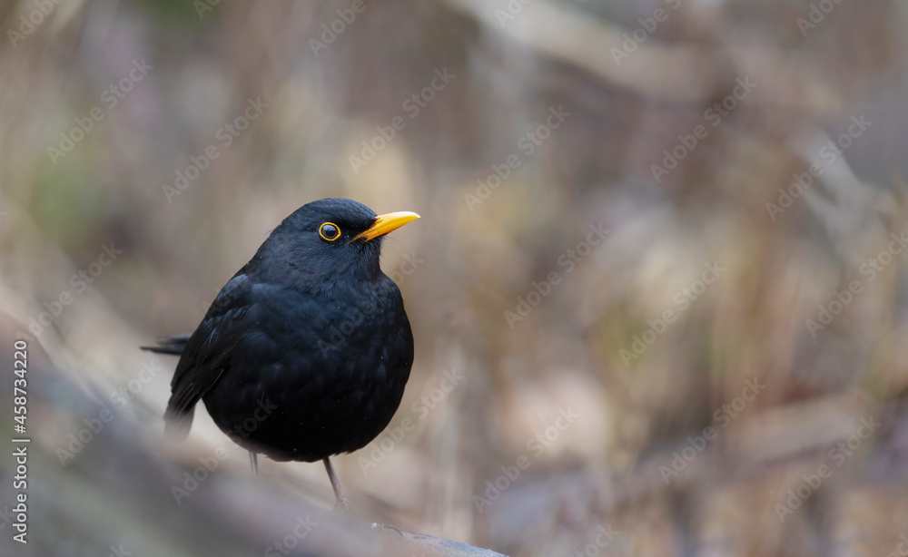 Obraz premium The common blackbird (Turdus merula)