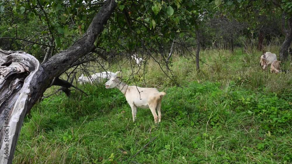 A herd of goats grazes in a meadow. Rural landscape. They eat grass. Video with a static camera. High quality 4k footage A herd of goats grazes in a meadow. Rural landscape. They eat grass. Video with a static camera. High quality 4k footage