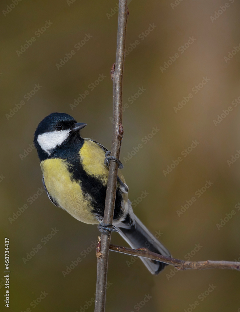 Fototapeta premium The great tit (Parus major)