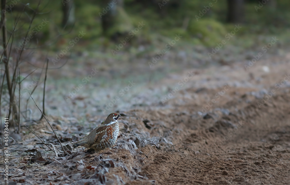 The hazel grouse (Tetrastes bonasia) The hazel grouse (Tetrastes bonasia)