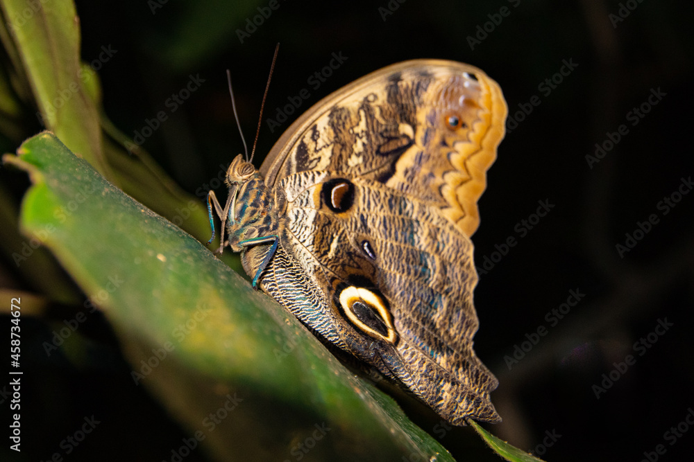Fototapeta premium butterfly on leaf