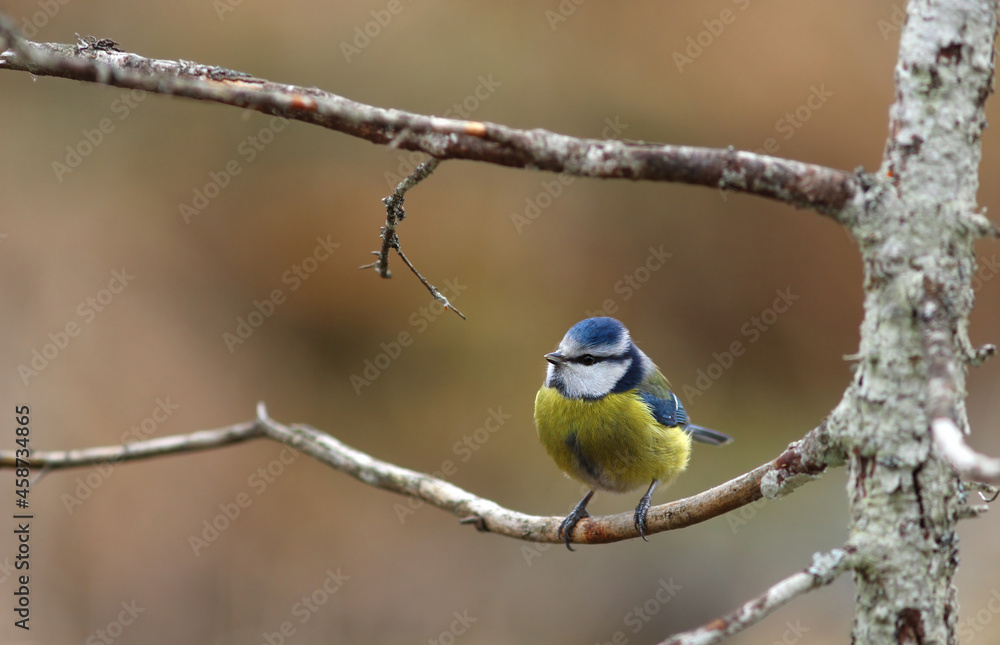 The Eurasian blue tit (Cyanistes caeruleus) The Eurasian blue tit (Cyanistes caeruleus)