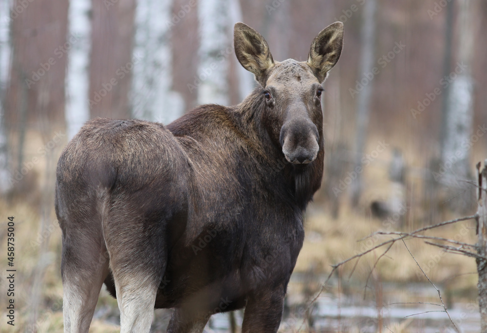 Elk or Moose, Alces alces in the swamp during rainy day. Wildlife. Animal in its natural habitat. 