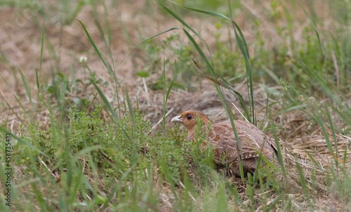 The grey partridge (Perdix perdix), also known as the English partridge, Hungarian partridge, or hun