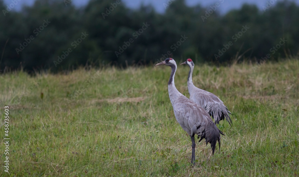 The common crane (Grus grus), also known as the Eurasian crane The common crane (Grus grus), also known as the Eurasian crane