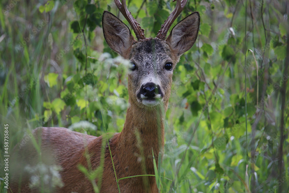 Roe deer, capreolus capreolus, standing in its natural habitat. Roe deer, capreolus capreolus, standing in its natural habitat.