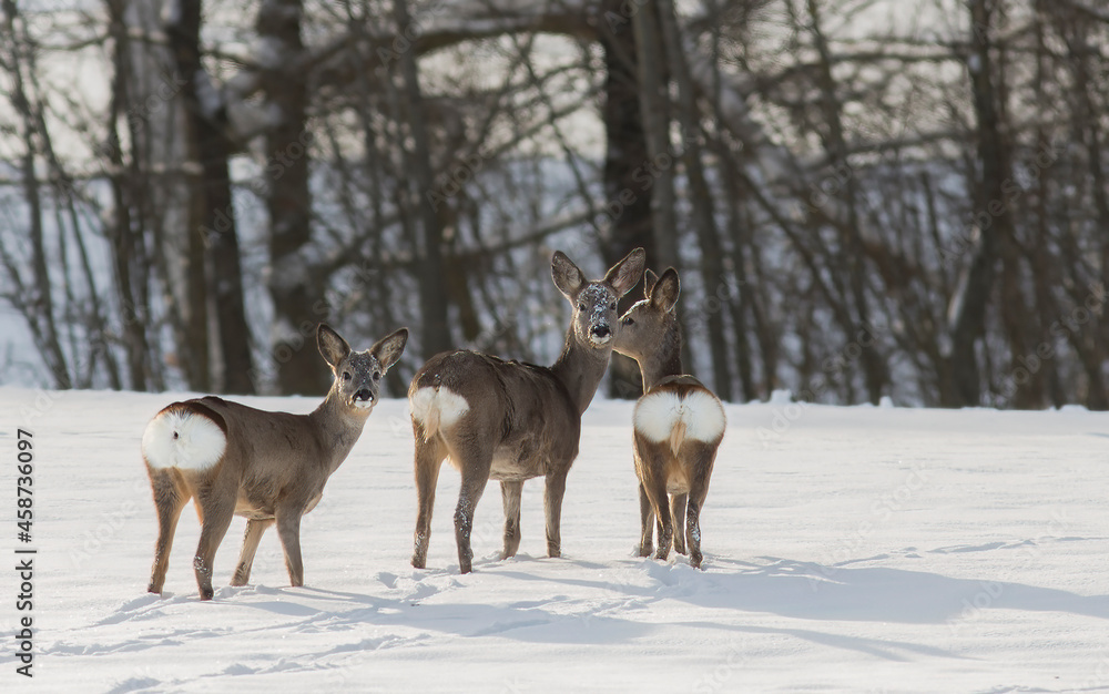 Roe deer, capreolus capreolus, standing in its natural habitat. Roe deer, capreolus capreolus, standing in its natural habitat.