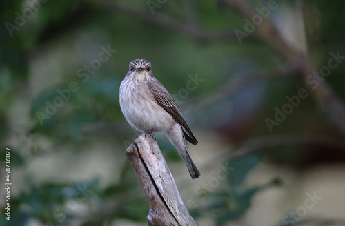 The spotted flycatcher (Muscicapa striata) © justas