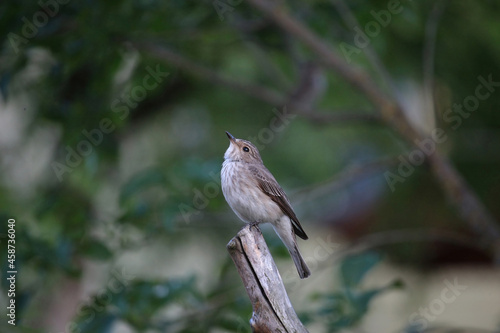 The spotted flycatcher (Muscicapa striata) © justas