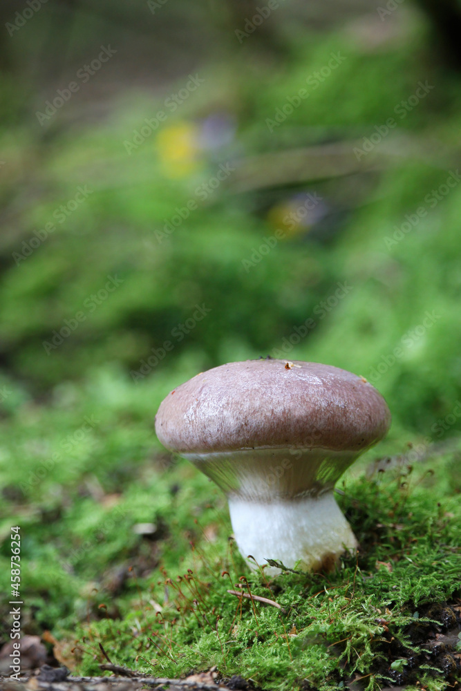 Beautiful closeup of forest mushrooms. Gathering mushrooms. Mushrooms photo, forest photo, forest background Beautiful closeup of forest mushrooms. Gathering mushrooms. Mushrooms photo, forest photo, forest background
