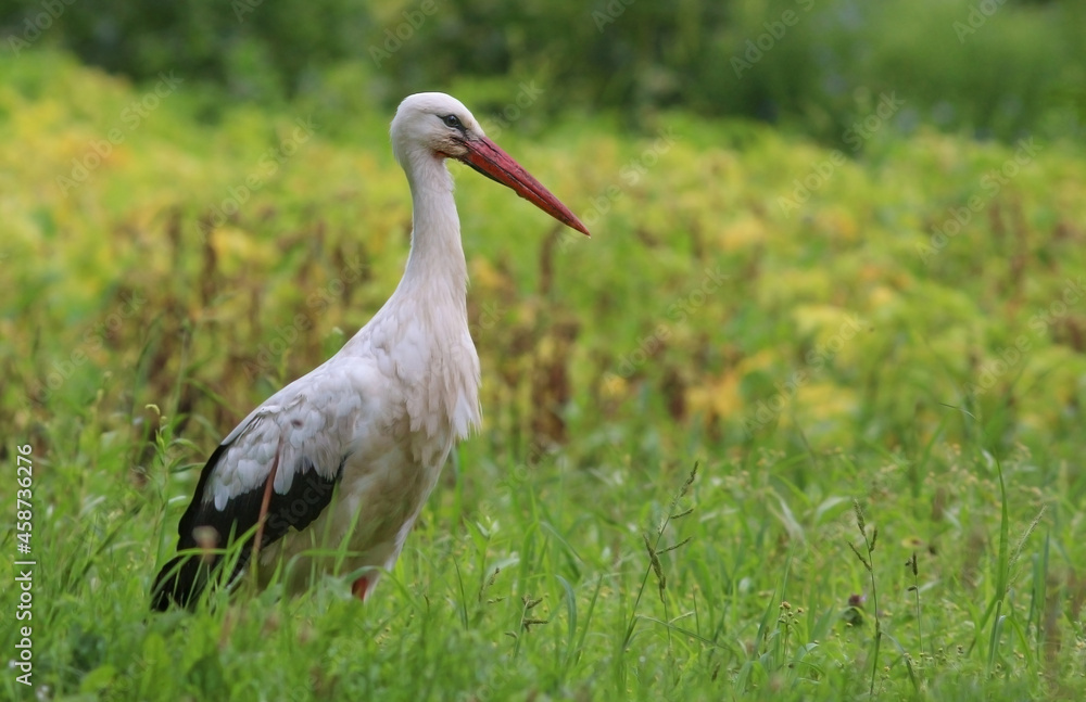 Fototapeta premium Birds - White Stork (Ciconia ciconia) in summer meadow with beautiful flowers, Lithuania - Europe