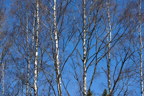 Slender birch trunks without leaves against a clear blue sky. Springtime, early April