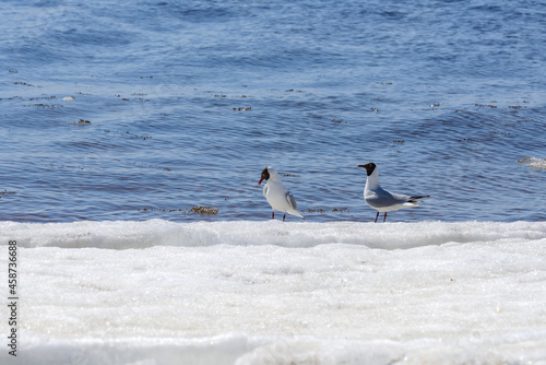 Two relict gulls (Ichthyaetus relictus) also known as Central Asian gull are on the snow-covered beach of the Baltic Sea Bay. A medium-sized gull, rare and endangered species photo