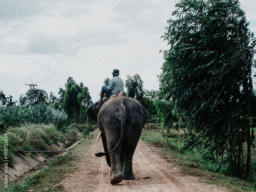 Elephant in Surin, Thailand